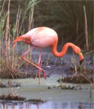 flamingo rot 03