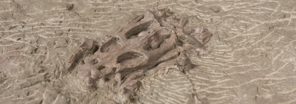 vondststeengroevelariosaurus